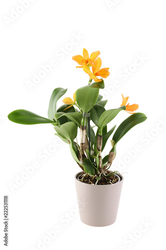 Homemade pot plant - Cattleya with yellow flowers. Isolated