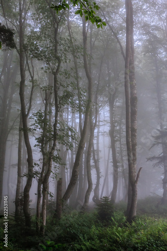 Mystic green Caucasus mountain forest in summer evening fog. Scenic vertical twilight foggy deciduous trees landscape