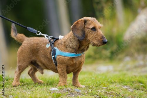Fototapeta Naklejka Na Ścianę i Meble -  Rauhaardackel an der Leine