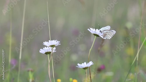 black-veined white butterfly pollinating a white flower, aporia crataegi specie
