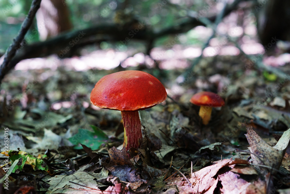 Fototapeta premium Big beautiful red mushroom close-up on a background of scaffolding and dry foliage