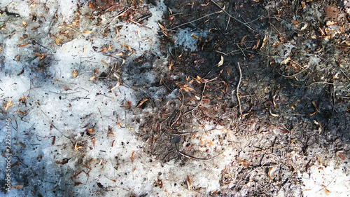 Twigs on the forest floor. The snow is melting.The snow is melting. Spring is coming