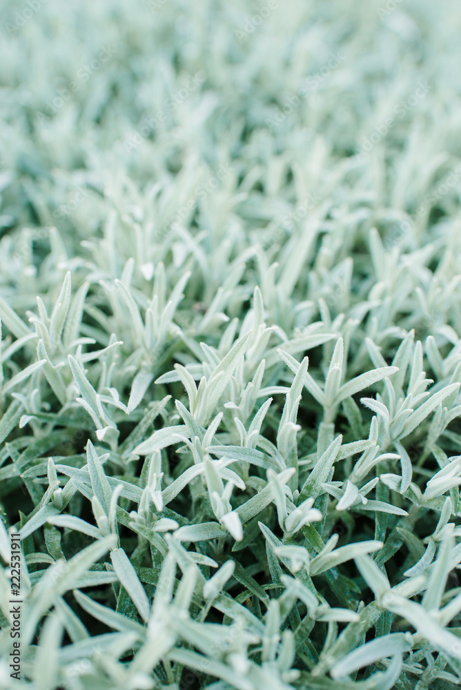 Beautiful green grass covered with a light frost Beautiful green grass covered with a light frost