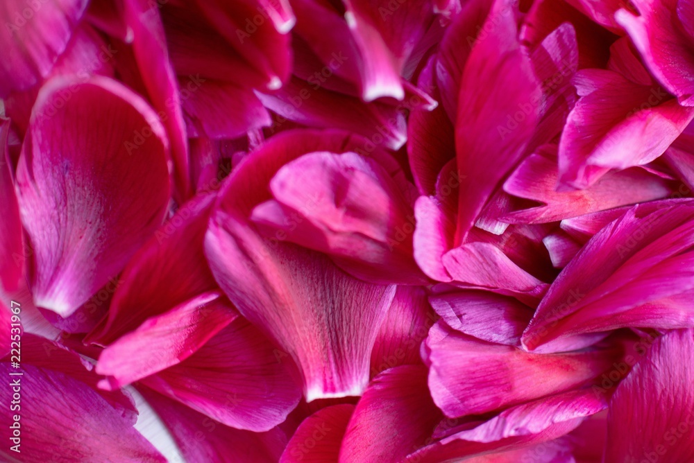 Beautiful bright background of many peonies petals Beautiful bright background of many peonies petals
