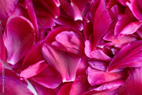Beautiful bright background of many peonies petals