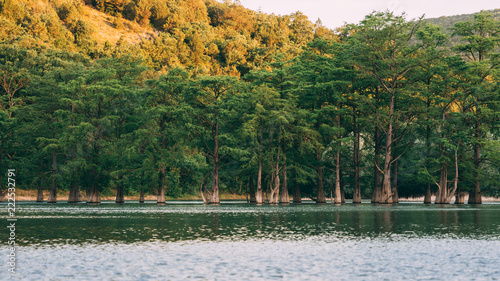 Cypress grove in the lake
