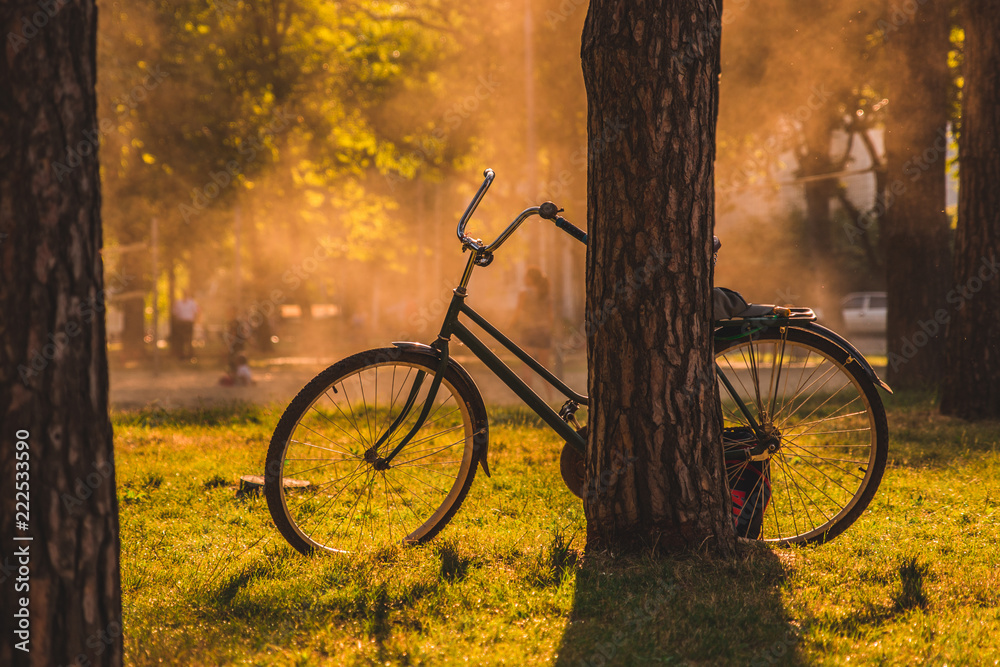 Vintage bicycle under the tree