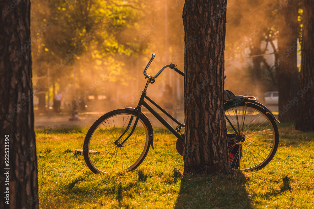 Fototapeta premium Vintage bicycle under the tree