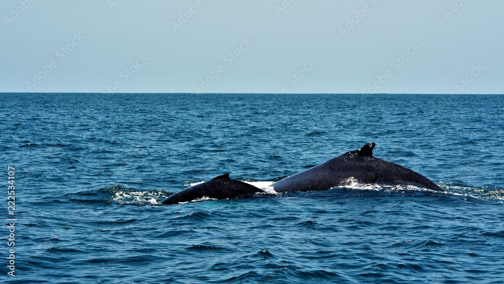 Fototapeta premium Whale in water