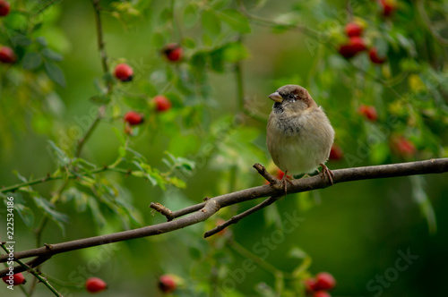 bird on branch with blurry background of red fruit and green leaves