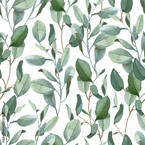 Fototapeta Bezszwowy wzór zielony eukaliptus opuszcza na białym tle