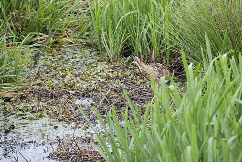 Eurasian Bittern walking carefully searching for prey in the Weerribben the Netherlands.