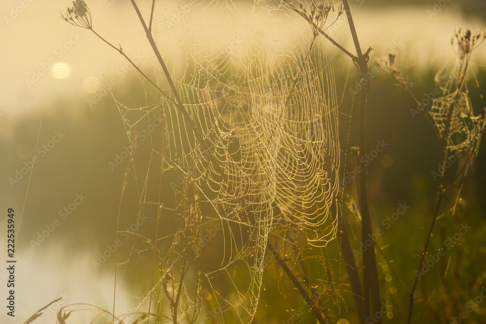 Spiderweb in the morning