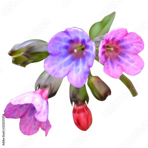 Lungwort flowers, pink-purple, mesh