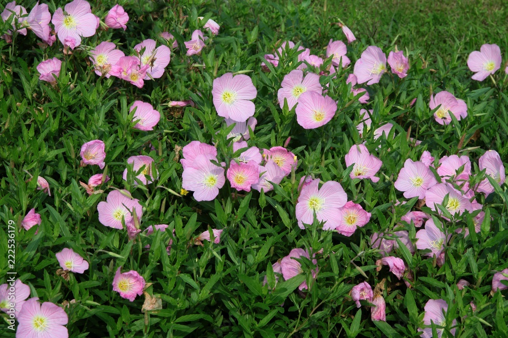 pink flowers of evening primrose close up pink flowers of evening primrose close up