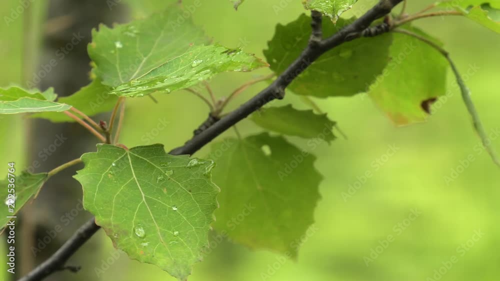 Wet green leaves moved by the wind. Young tree. Sapling. 4K, UHD, 50fps, Panning, Closeup. Shallow depth of fields.