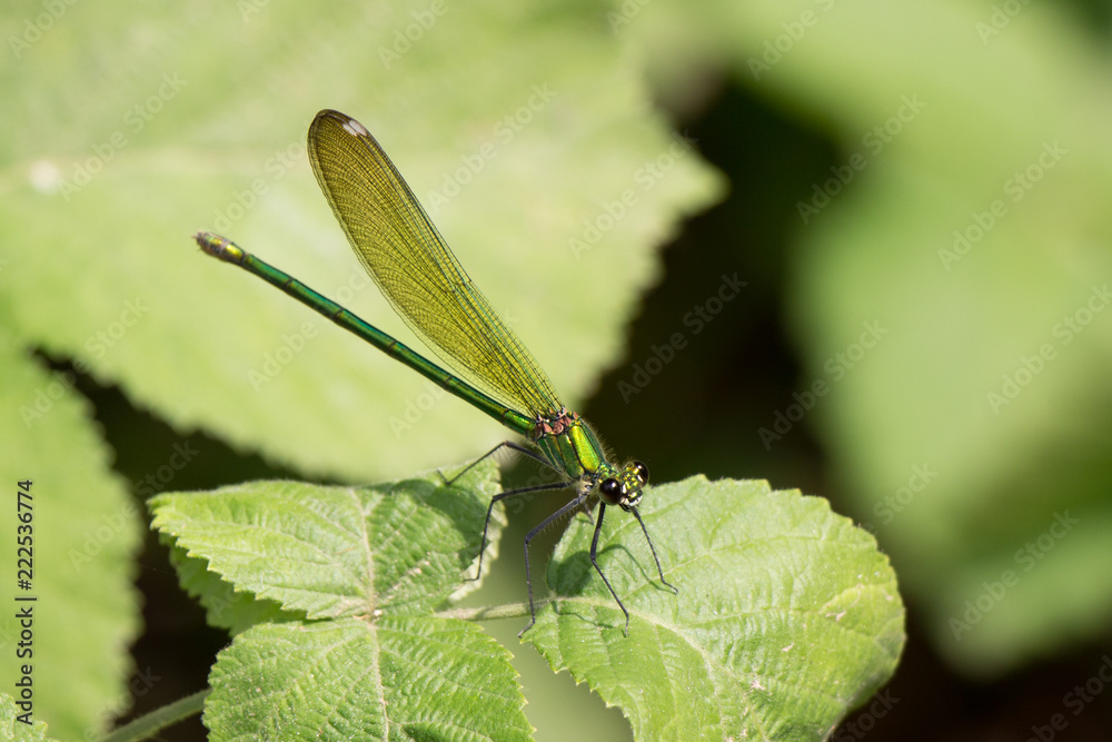 Fototapeta premium Green Dragonfly