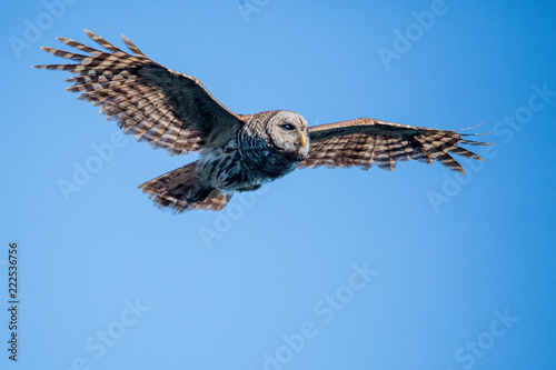 Canvas Print Owl in Flight