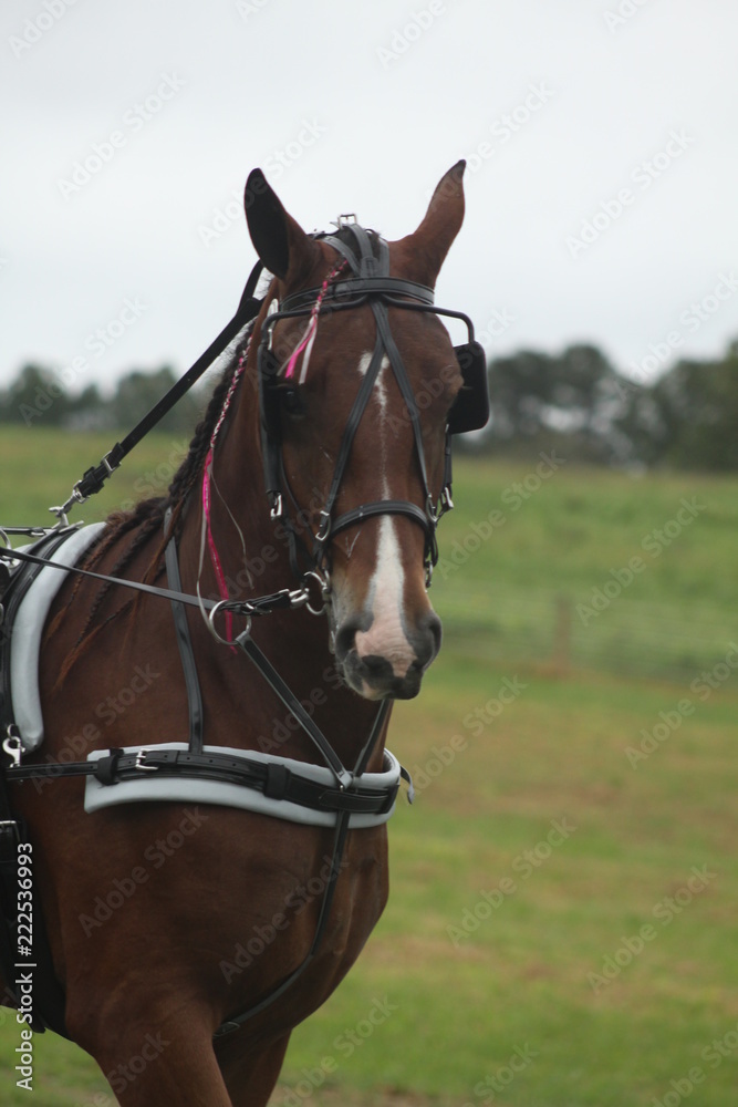 Blinkers and overcheck Blinkers and overcheck