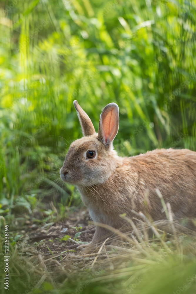Kaninchen im Gras Kaninchen im Gras