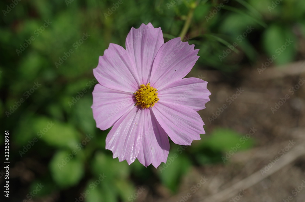 Obraz premium コスモス