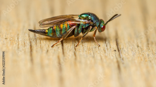 Ormyrus nitidulus parasitic wasp