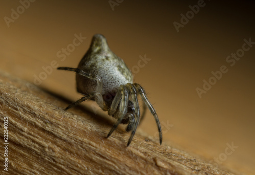 Cyclosa conica photo