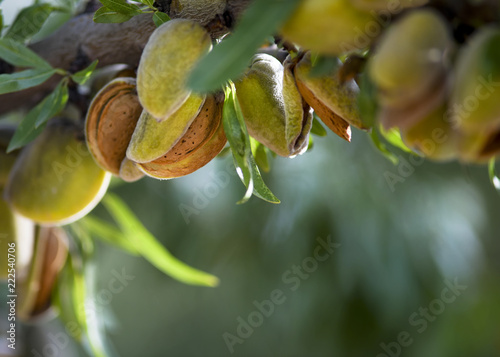 Fotografering almond harvest