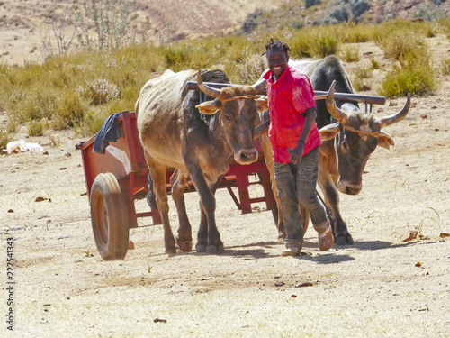 Man leading his cow cart in a highland village, kingdom of Lesotho, Southern Africa photo