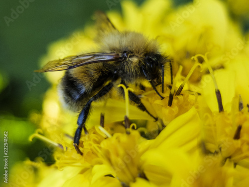 bee sitting on a yellow flower and collects nectar macro