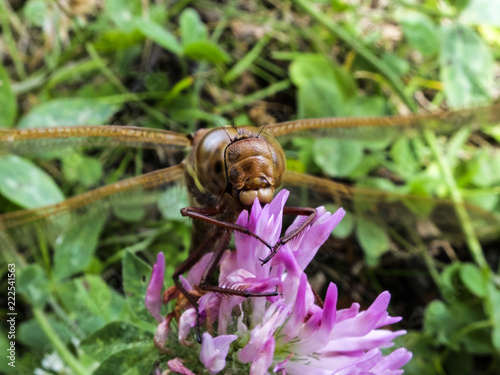 big dragonfly sitting on a clover flower macro photo
