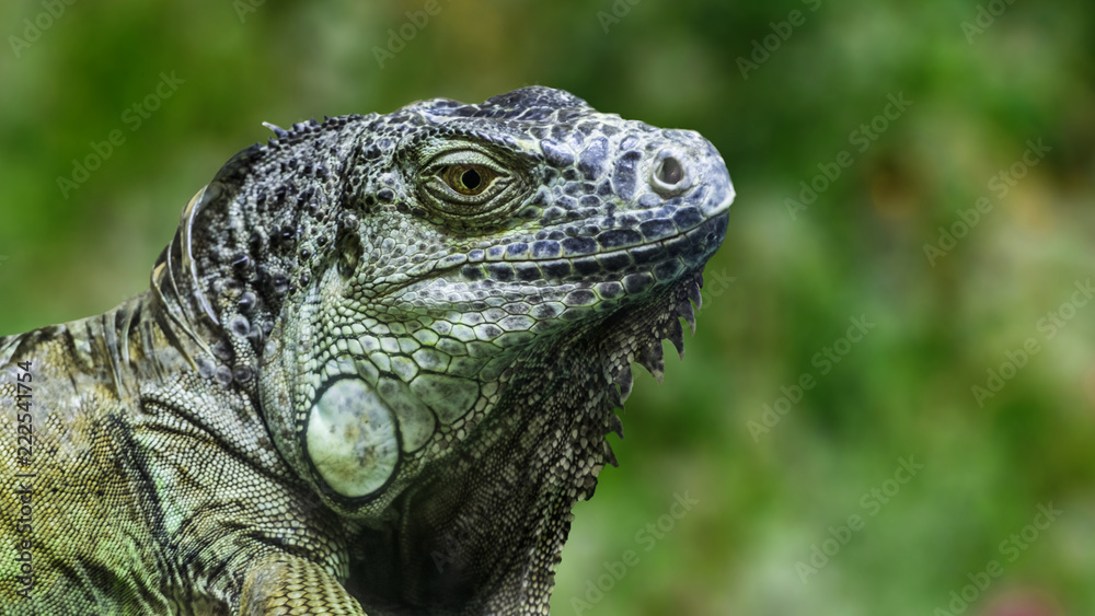Head of a large iguana on a green background.