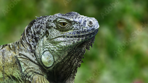 Head of a large iguana on a green background. © Stanislav