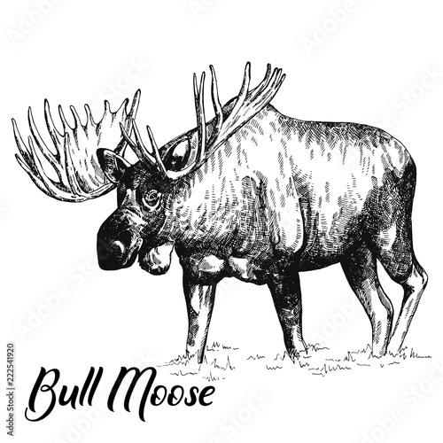 Hand drawn sketch style moose isolated on white background. Vector illustration.