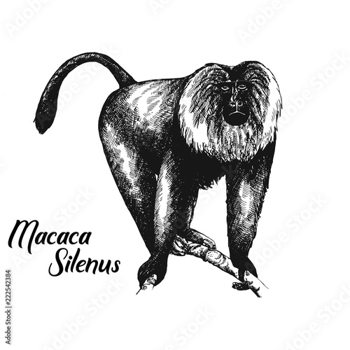 Hand drawn sketch style lion-tailed macaque isolated on white background. Vector illustration.