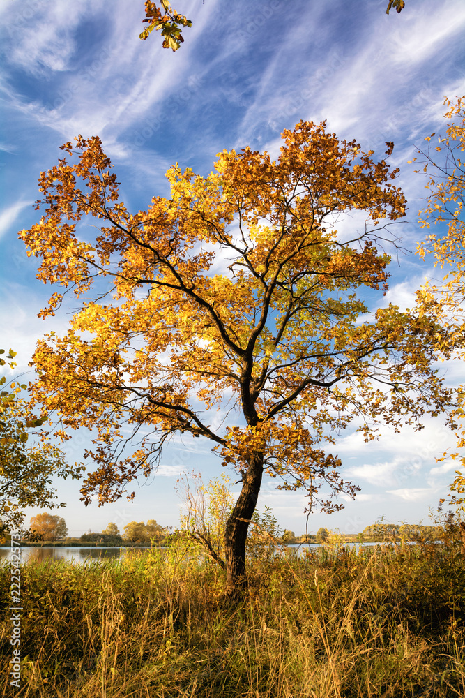 Fototapeta premium Tree in autumn on a sunny day