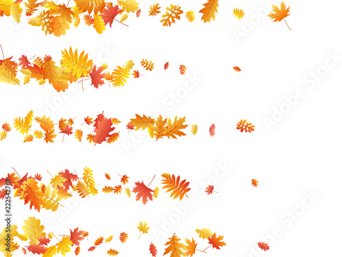 Wallpaper Mural Oak, maple, wild ash rowan leaves vector, autumn foliage on white background. Torontodigital.ca