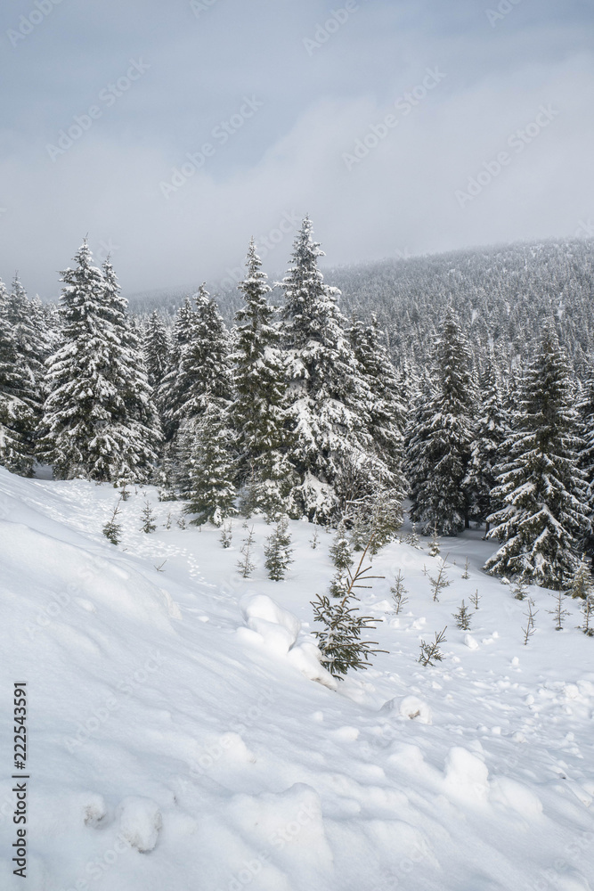 Winter landscape with forest Winter landscape with forest