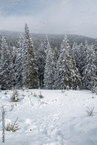 Zimowy krajobraz z lasem