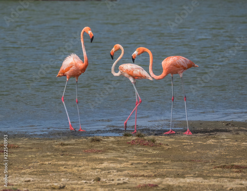 Three pink flamingos along the shore in Bonaire