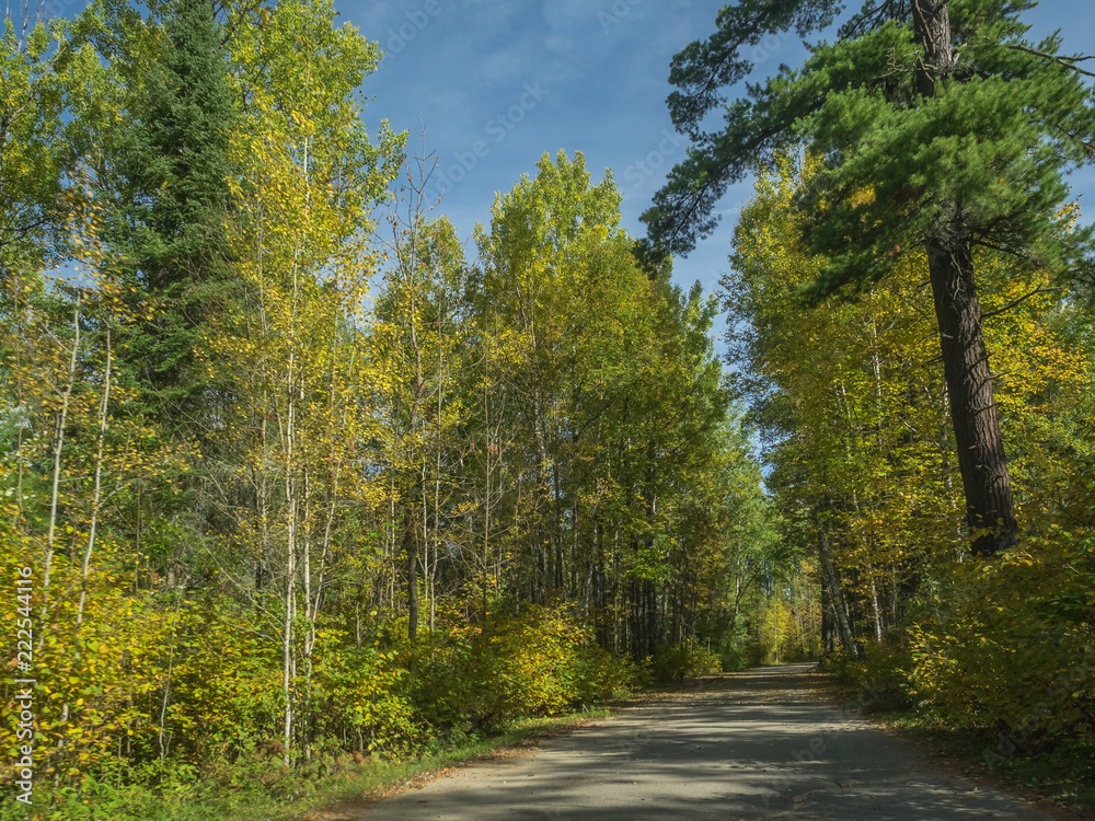 Golden fall colors along a small road through a forest with yellow leaves