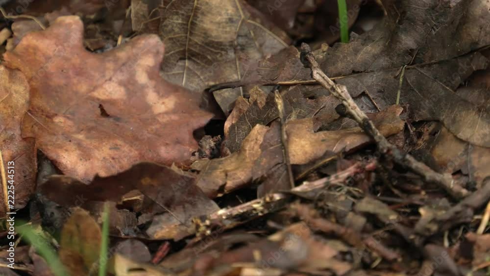 Dirty and ugly autumn leaves lie on the ground. Middle of the forest. Dirty and ugly autumn leaves lie on the ground. Middle of the forest.
