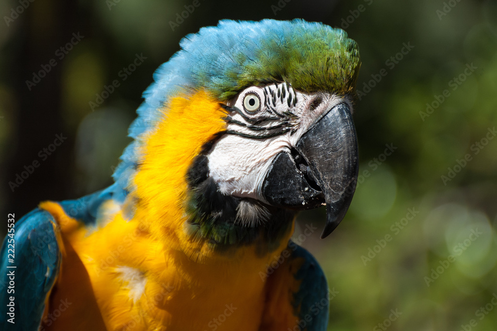 Head of a blue and gold macaw in a zoo, New Zealand.