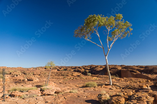 A lone eucalyptus at the top of the canyon on the Rim Walk at Kings Canyon, Watarrka National Park, Northern Territory, Australia. Sandstone domes and a group of hikers visible in the background. photo