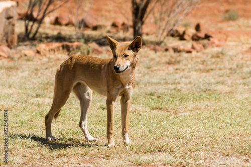 Canvastavla A wild Australian dingo in the Northern Territory of Australia.
