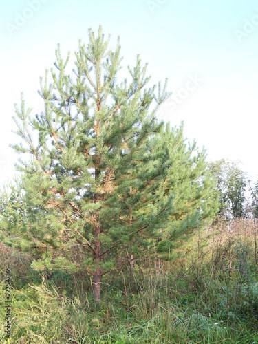 young pine tree closeup
