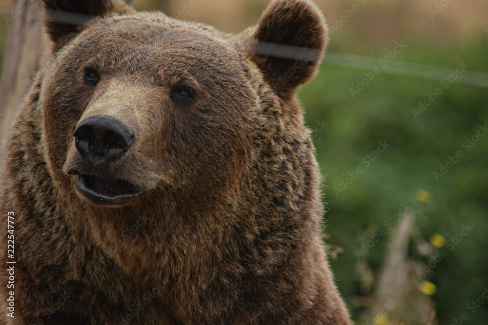 Obraz premium Brown Bear