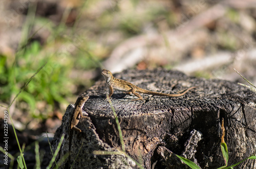 little lizard on a tree stump © Jenn Grachow