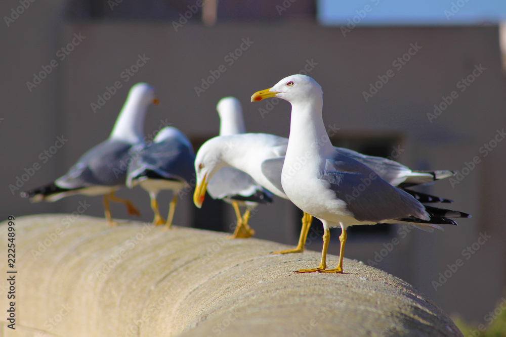 Fototapeta premium Gaviotas en el Teatro Romano de Cartagena, España