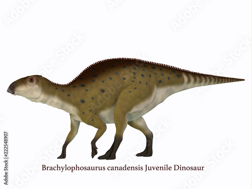 Brachylophosaurus Juvenile Dinosaur with Font